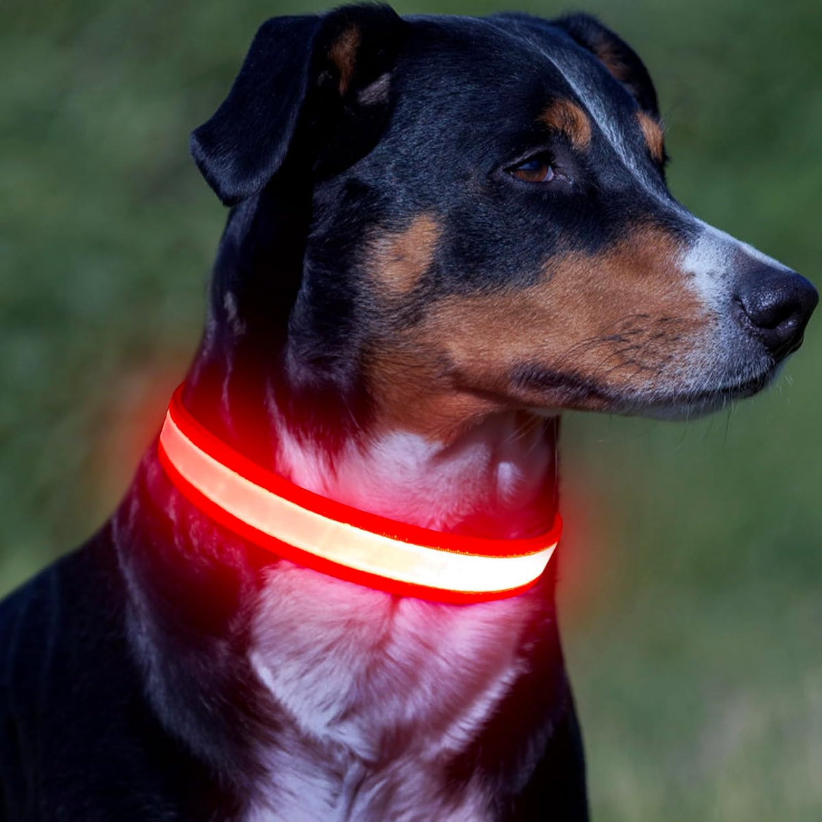 Illuminate Your Dog's Safety with the Adjustable LED Dog Collar - USB Rechargeable & Super Bright (Medium, Red)